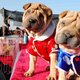 Illustration for article titled Shanghais New Single-Dog Law